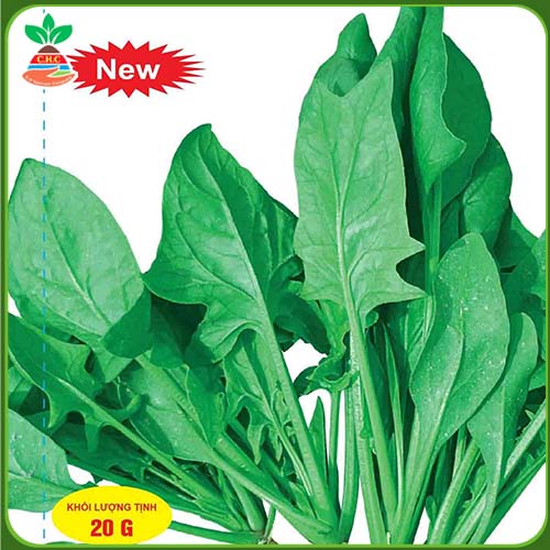 Heat-resistant spinach seeds